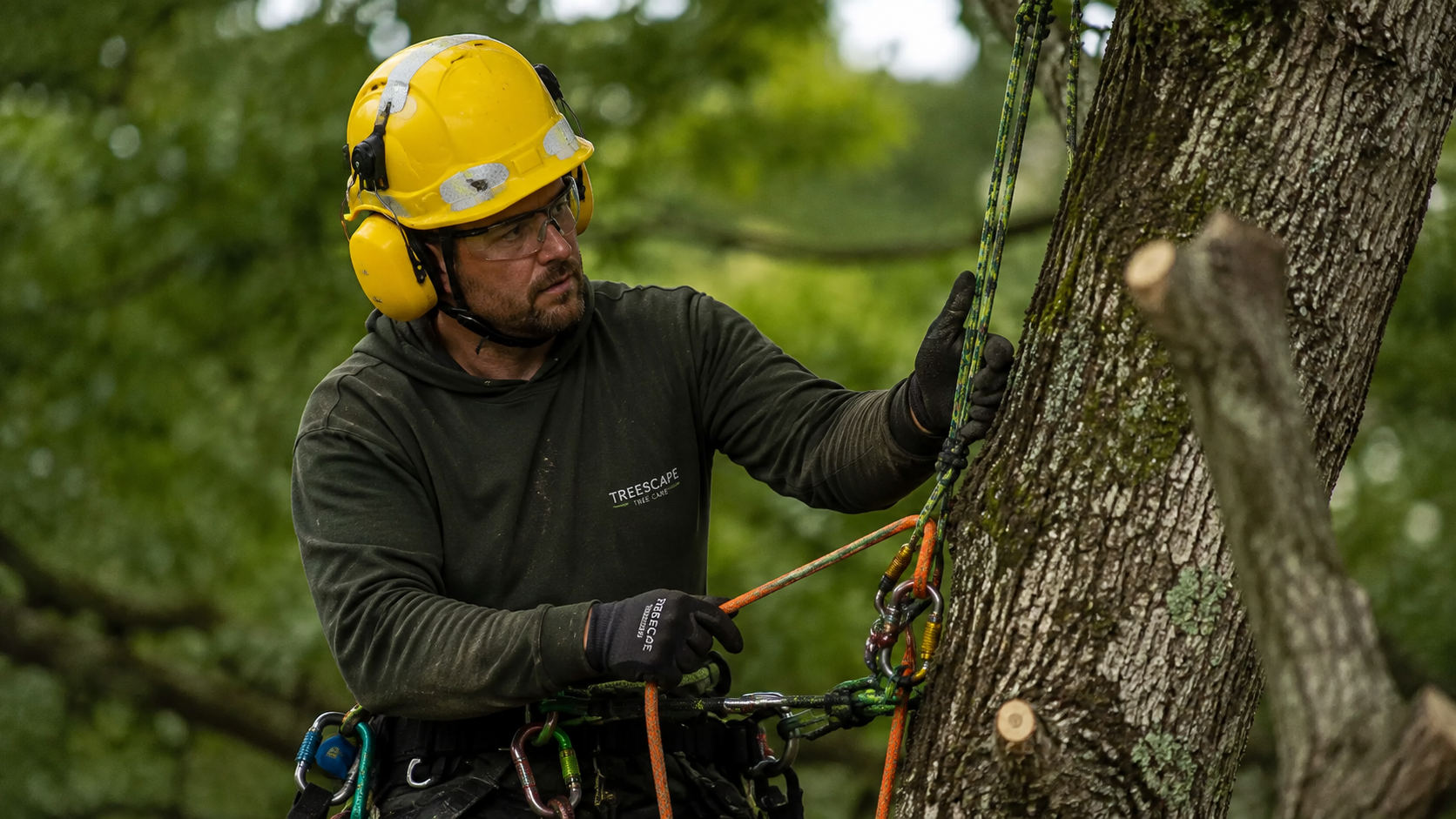 Forestry worker wearing a yellow safety helmet with hearing protection while performing tree care work